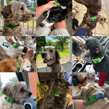 BauPaw™ Pendant – 12 Months of Natural Flea & Tick Protection for Dogs